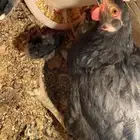 للبيع دجاجة تركية سوداء مع صيصانها