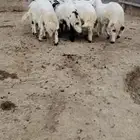 طليان جذعان