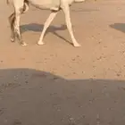 بكره لقحه عل تمامي مزاين (( تم البيع ))