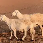 غنم حريات
