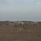 للبيع ذود مغاتير مراح واحد كامل معها وايت عايدي 82