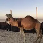 خلفات
