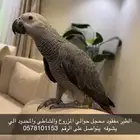 الطير مفقود الي يشوف يتواصل على الرقم