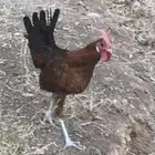 ديك بلدي للبيع عمره تقريبا 4 شهور