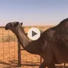 قعود باتلي على ولد بعير ابو عجاريد