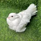 زوج كشك ابيض صك