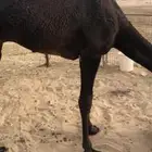 قعود كفو مجهم