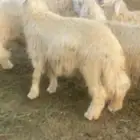 خرفان