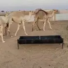 قعودين وبكره