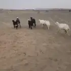 غنم