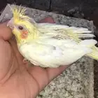 للبيع فرخ كروان