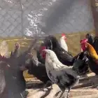 للبيع دجاج