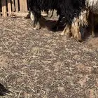 خروف نجدي