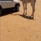 قعود مفرود كففو