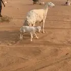 متبع حريه صنف كفو