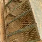 للبيع قفصين