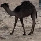 قعود بري ناهي عمره 5 شهور