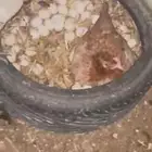 للبيع دجاج فيومي المنيوم