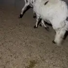 ضان بلديات كفو