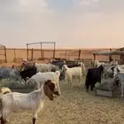 غنم ماعز للبيع