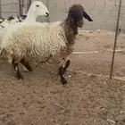 البيع نعجه نعيميه دافع فحص سنار سنه بدايت سدس