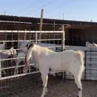 تيس مطور ( تم البيع )
