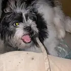 كلبة للبيع اليفة لعوبة