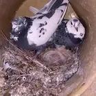 حمام باكستاني