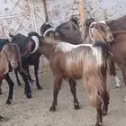 معزا مصريات مضاريع ودفيع