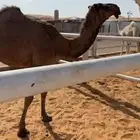 حواره شعلادبيانيه عمرهاتقريبآ8شهور