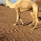 فحل هجن منتج جمل طيب