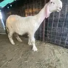 طلي عيسي نادر   صنف الصنف ..