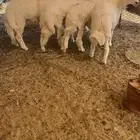 خرفان القوباء