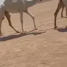 للبيع البكار المفاريد عليانيات من منقيه الفراج وعليها وسمه