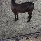 10 تيوس للبيع