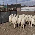 طليان حريه حبص للبيع