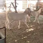 خمس جفار بيض للبيع