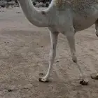عشرا تحتها بكره كفو وناقه طيب و منتج