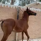 مهره واهو