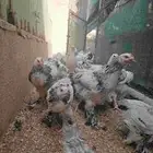 اطقم فروخ 3 شهور كولمبي كونك