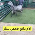 مشروكه متبع ودافع