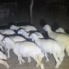 بهم حري 12