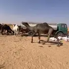 للبيع فحل مجهم