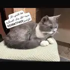 قطه