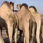 قعدان مرابي 7 شهور