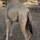 بكره مفروده للبيع اثمان