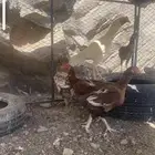 دجاج باكستاني سندي بيور