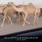 لقحه طيبه