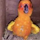 صن كنيور زوج مميز مع فرخه صبغه قويه