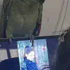 ببغاء امزوني متكلم